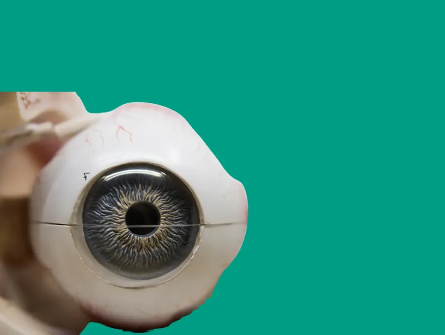 Modelo anatómico de ojo humano utilizado en revisiones optométricas en Óptica Canovelles